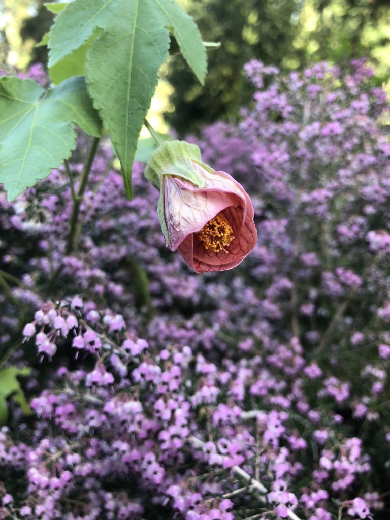 Abutilon, Flowering Maple