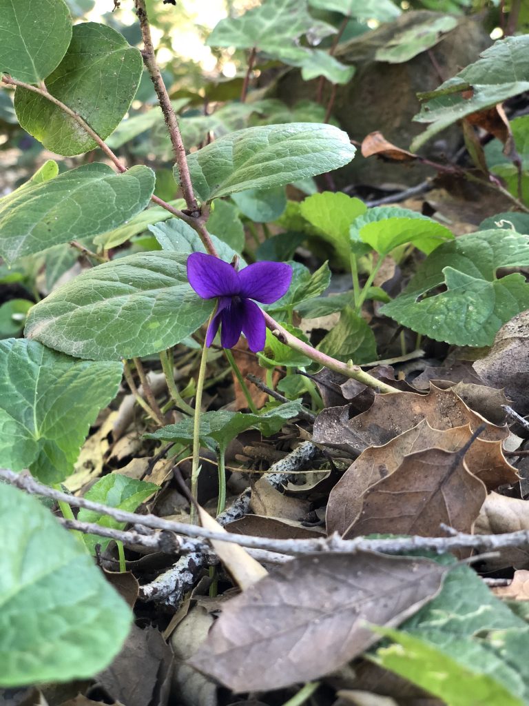 Violoet odorata, sweet violet