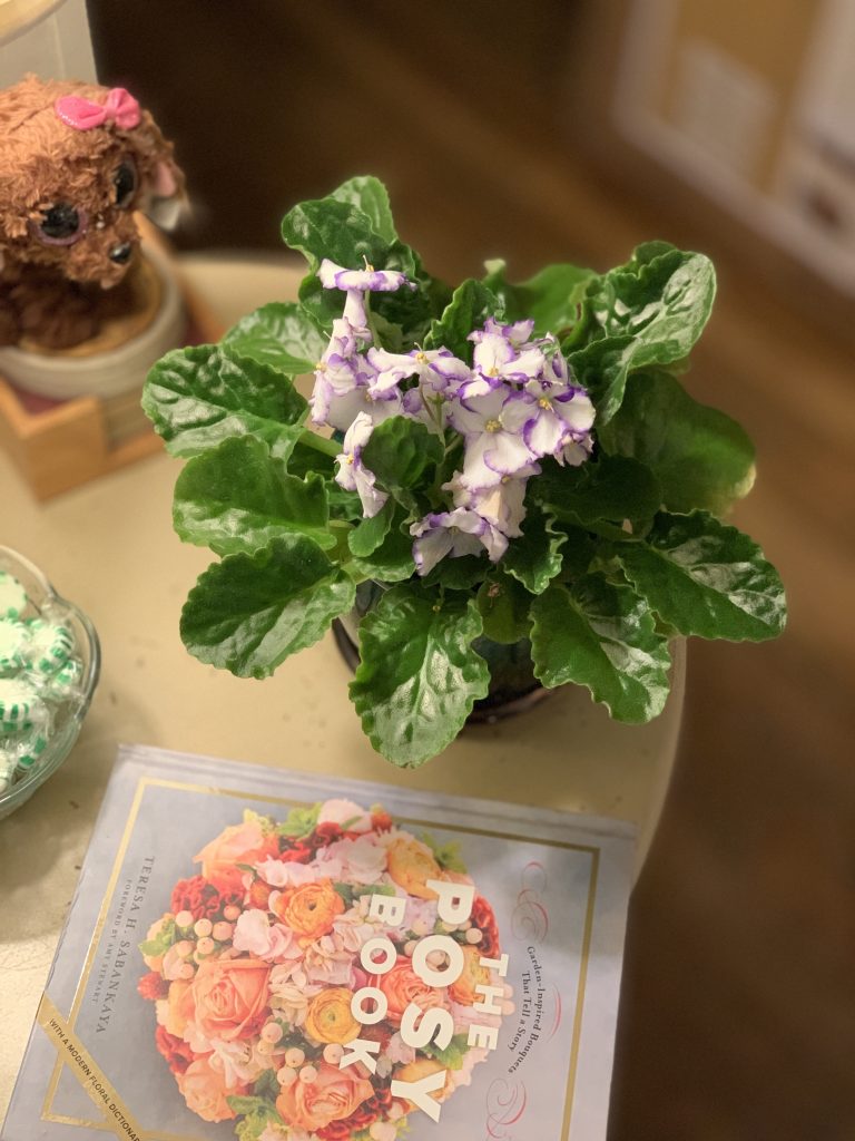 African Violet, saintpaulia