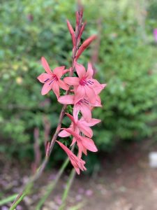 Watsonia, Bugle Lily